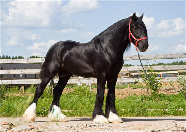Шайры - самые крупные лошади на планете война, животные, история, кони, лошади, факты