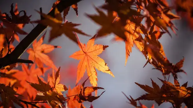 Синоптики рассказали, когда в столицу придёт настоящая осень