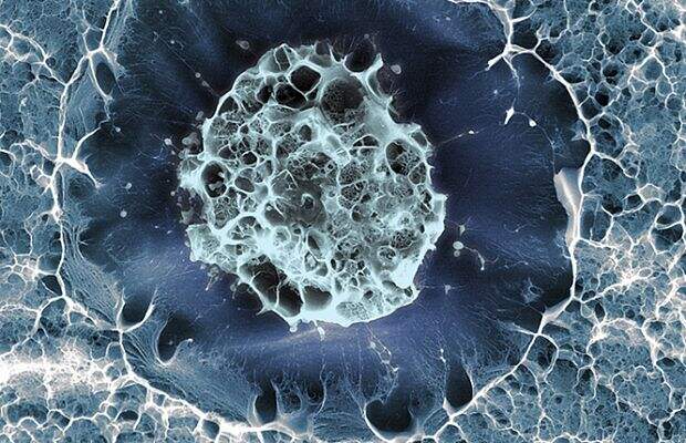 Стволовую клетку заморозили в матрице из гидрогеля, которая имитирует пространственную структуру костного мозга.