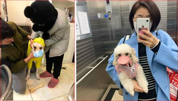 dog 11.PNG dog 11.PNG