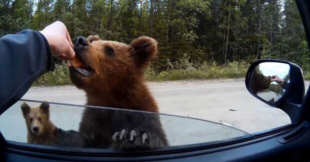 Милые карельские медвежата выпрашивают еду у водителя видео, животные, медведи
