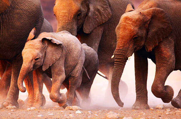 бегущие слоны