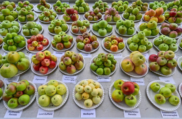 Россиянам раскрыли распространенную ошибку при употреблении яблок