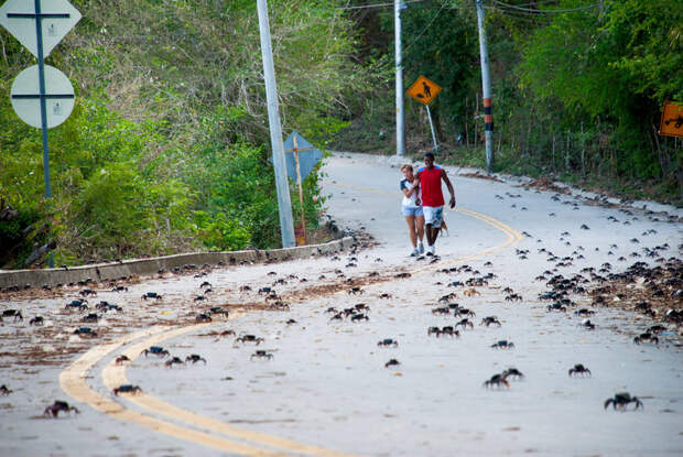 The crabs make their way across a road, while locals evade them.
