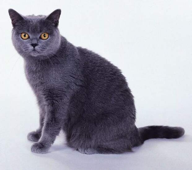 Самые крупные породы домашних кошек