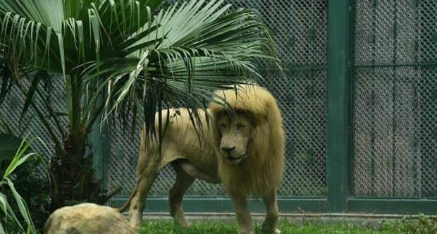 Лев из китайского зоопарка прославился благодаря своей челке