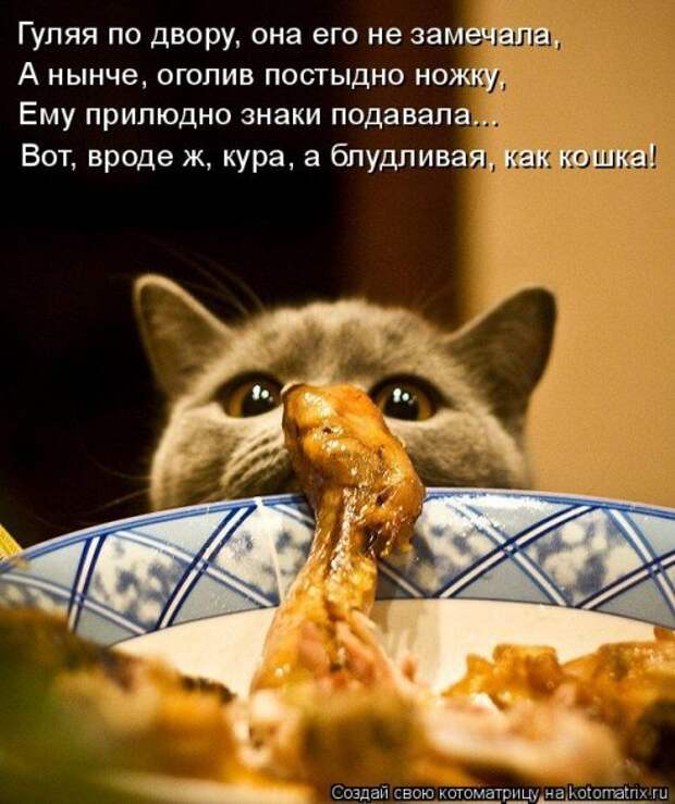 Свежая котоматрица (20 фото)