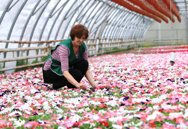 Петуния: когда сажать семена для рассады в 2026 году и как ухаживать за цветами в открытом грунте