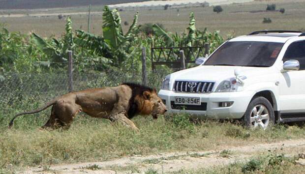 Рейнджеры пристрелили одного из самых излюбленных львов Кении