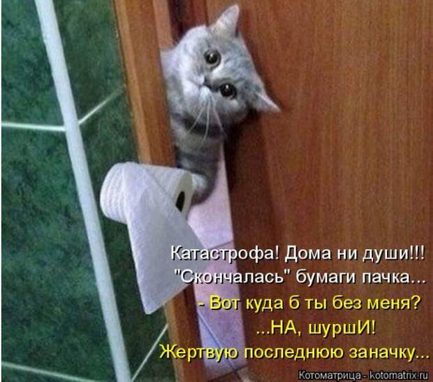 Лучшие котоматрицы недели (50 фото)
