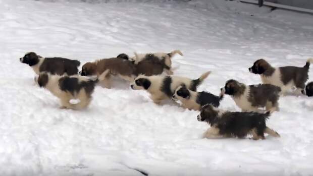 В ХМАО неизвестные выбросили на свалку мешок с 20 щенятами