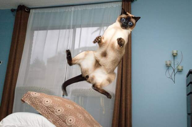 funny-jumping-cats-90__880