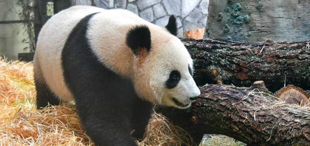 Поселившиеся в зоопарке панды полностью адаптировались/mos.ru
