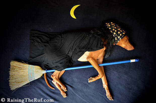 Rufus01 Руфус — собака, которая гуляет во сне