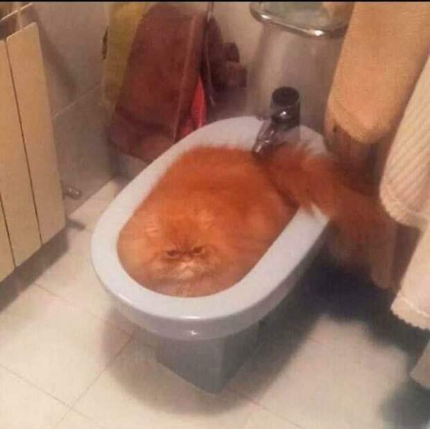 Кот в унитазе