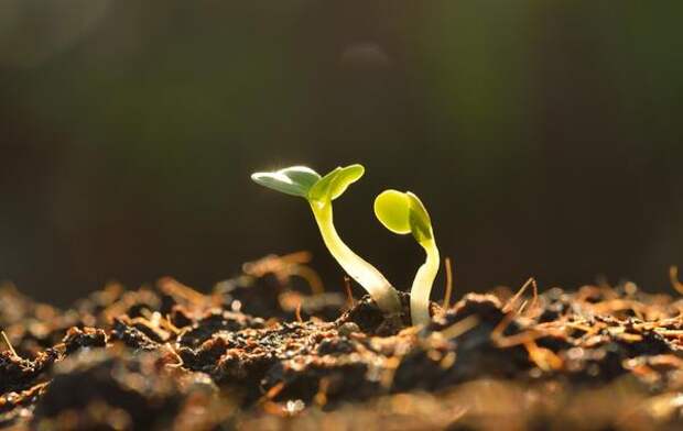 Каждому растению - своя почва