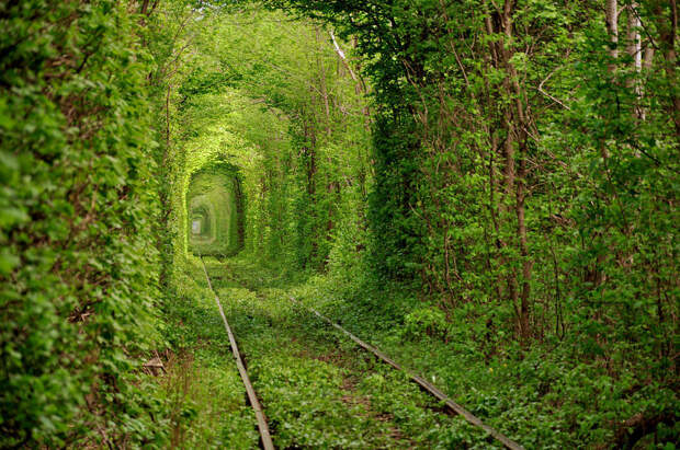 10 самых красивых в мире тоннелей из деревьев