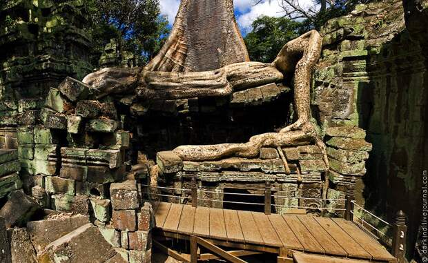 Камбоджийский храм Та Пром (Ta Prohm) и гигантские деревья