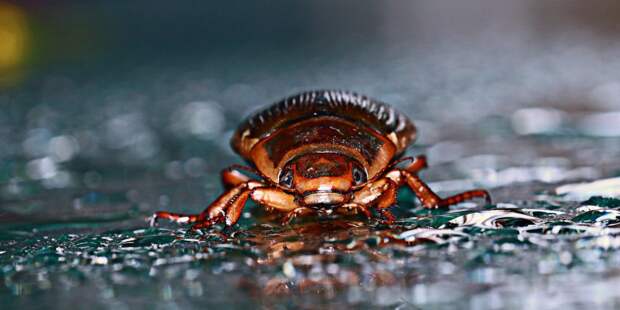 Выход есть всегда: жук-водолюб способен выжить даже съеденным