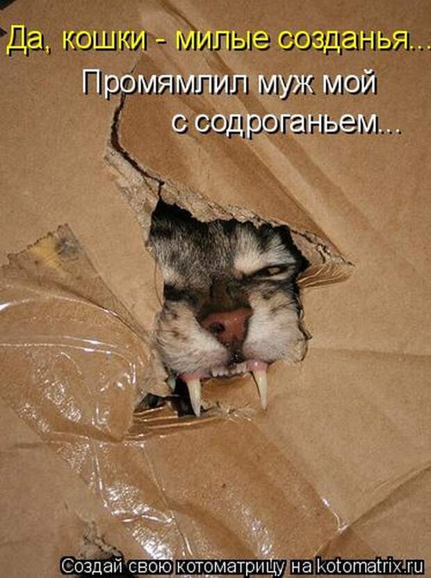 Лучшие котоматрицы недели (50 фото)