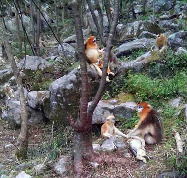 Горе матери: обезьянка не может поверить, что ее малыша больше нет