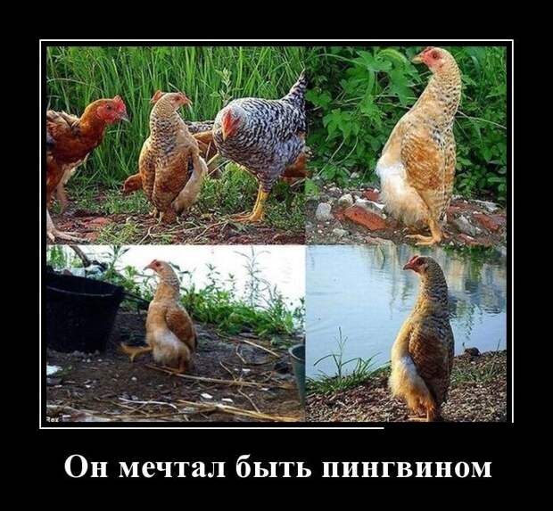 4.  демотиватор, прикол, юмор