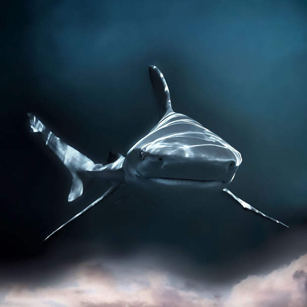 Конкурс подводной фотографии Ocean Art 2019 Фотография, Природа, Boredpanda, Длиннопост