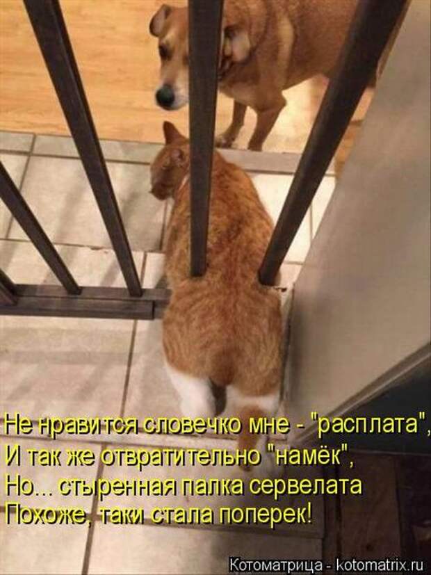 Лучшие котоматрицы недели (50 фото)