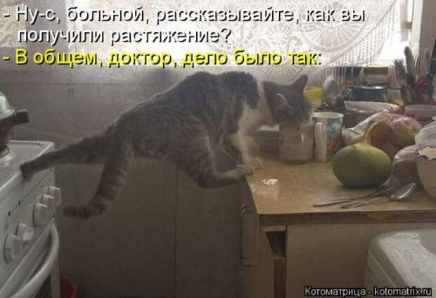 Лучшая котоматрица недели (38 фото)