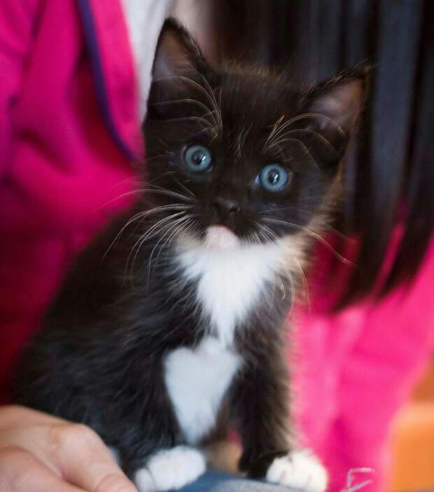 черный котенок с голубыми глазами