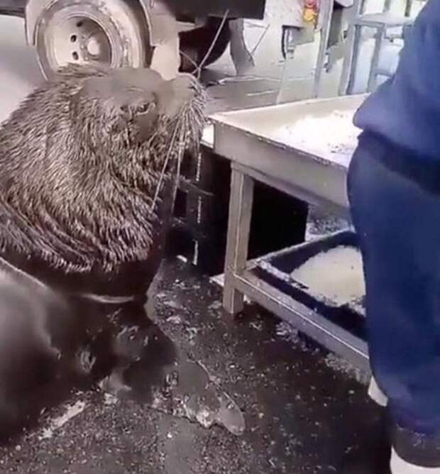 Ничего необычного: морской лев заглянул на рыбный рынок, чтобы перекусить