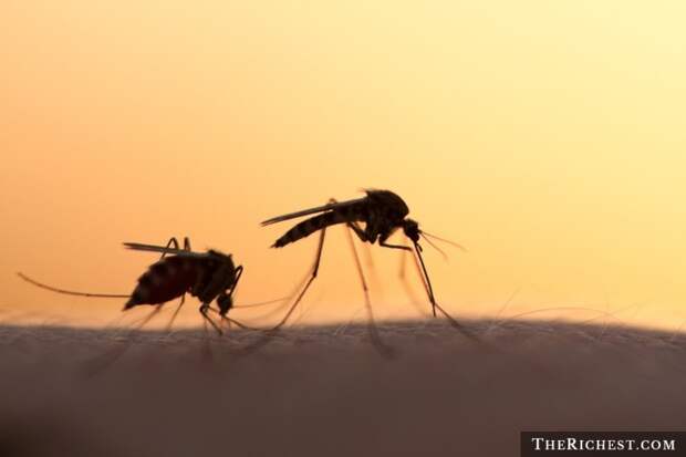 2. Миллионы людей гибнут из-за... комаров люди, статистика, факты
