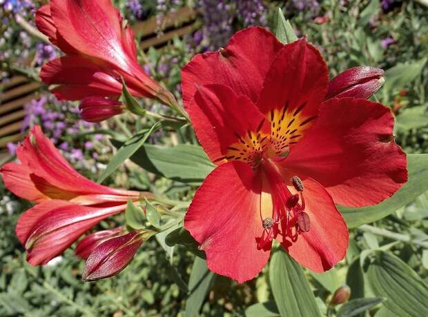 Красный рододендрум