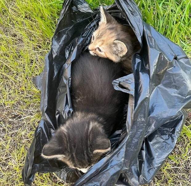 Мужчина оставил котят в пакете во дворе в ЖК «Новая Кузнечиха»