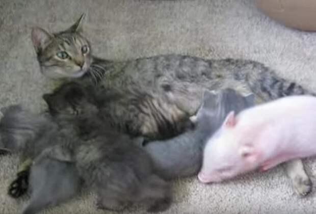 Без кота и жизнь не та