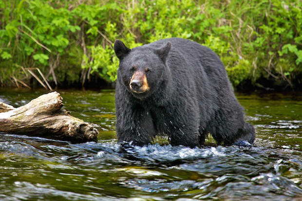 Служащие департамента охоты и рыболовства Нью-Мексико выследили и усыпили самку медведя. животные, марафон, медведь, нападение