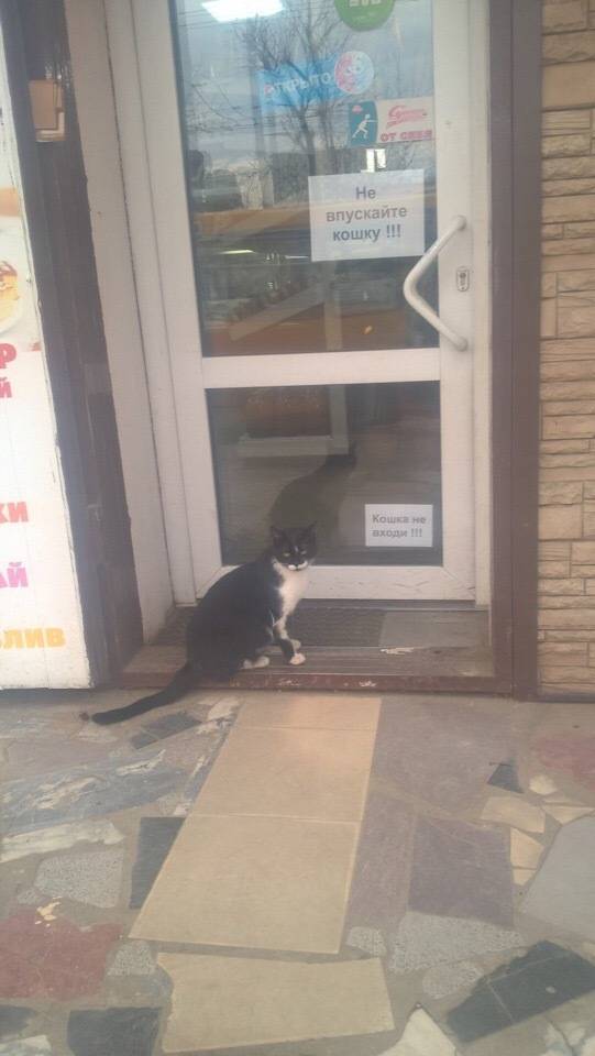 Коты настолько самодостаточны, что для них и про них уже сочиняют объявления: 12 фото