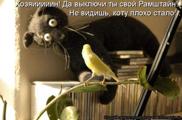 Лучшие котоматрицы недели (50 фото)