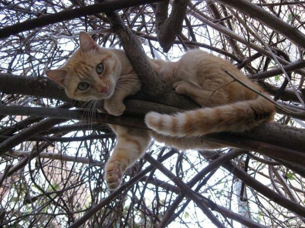 Конечно, я солнышко. Но не ваше! животные, коты