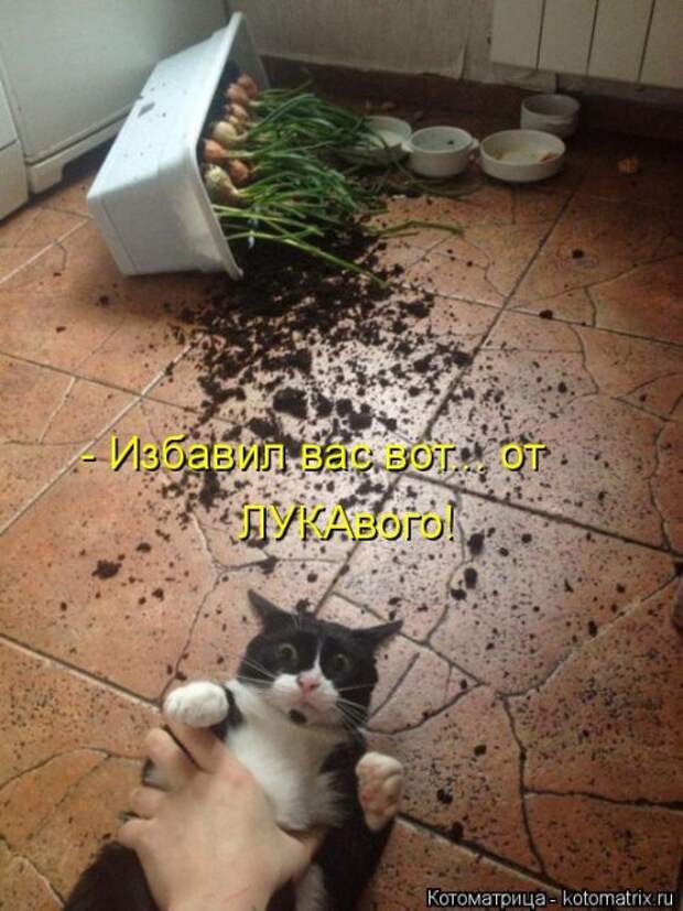 Отличная котоматрица на Бугаге (35 фото)