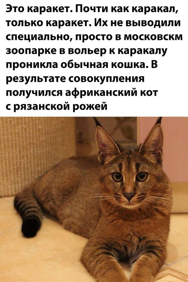 Смешные фото вечер 20 августа 2020