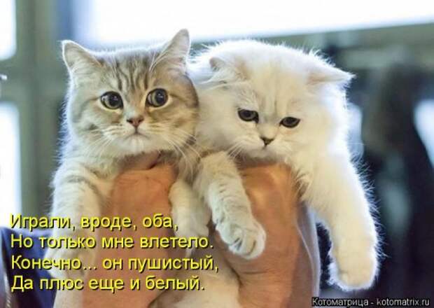 Лучшая котоматрица недели (38 фото)