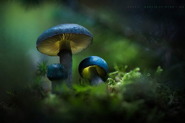 Грибы в фотографиях Martin Pfister Грибы в фотографиях Martin Pfister
