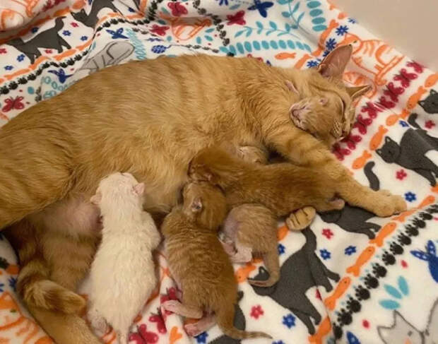 Без кота и жизнь не та
