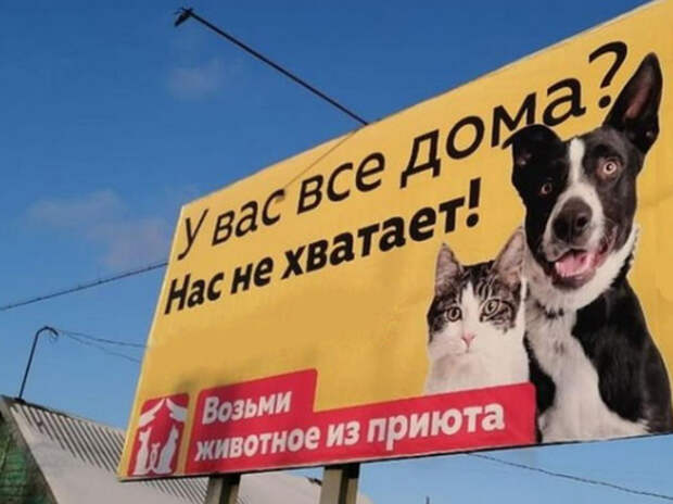 Волынец оправдалась за критику призывов брать домой бездомных животных