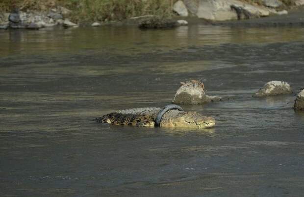 В Индонезии крокодил живёт с ошейником из речного мусора в мире, животные, крокодил, мусор, окружающий мир, ошейник