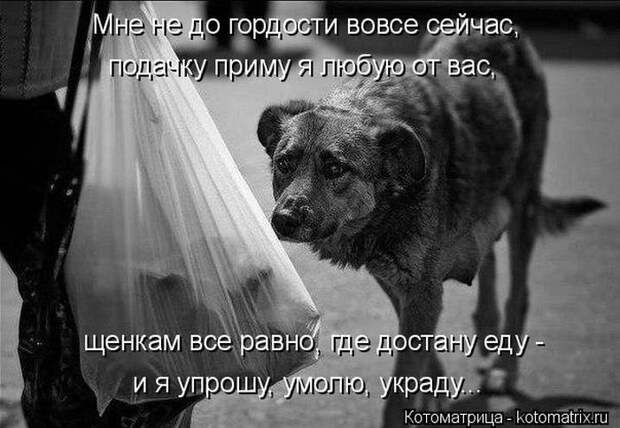 Лучшие котоматрицы недели (50 фото)