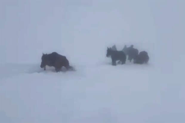 Табун лошадей спасли из снежного плена в Дагестане