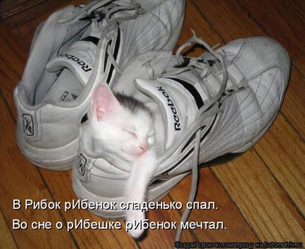 Свежая котоматрица для всех (33 фото)