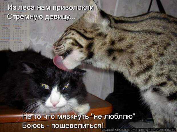 Котоматрица: Из леса нам приволокли Не то что мявкнуть "не любллю" Боюсь - пошевелиться! Стремную девицу...